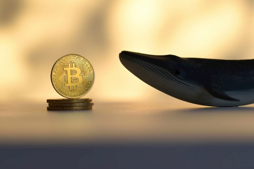 Number of Bitcoin whales go ‘parabolic’ since Trump won election